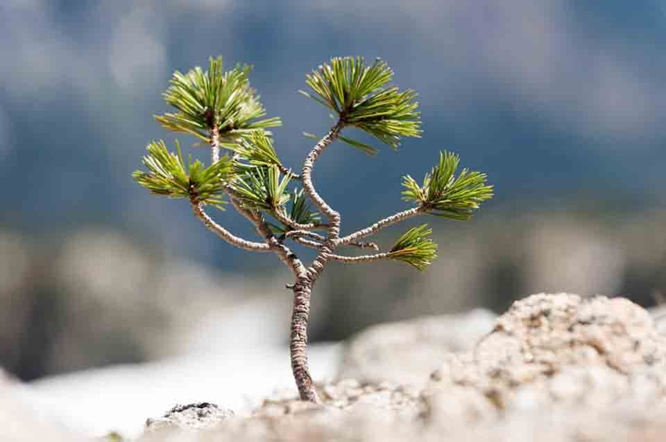 Whitebark pine seedling, Oregon's Wallowa Mountains