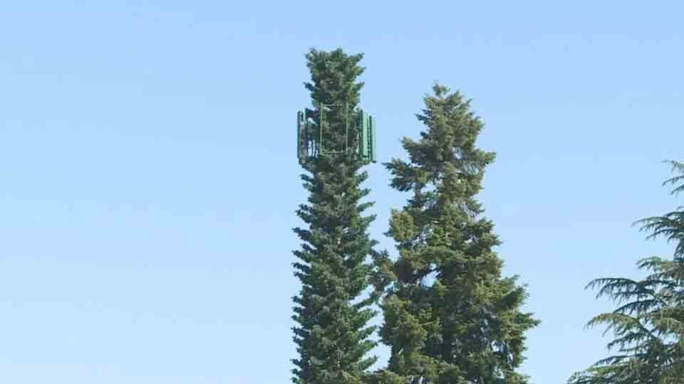 Cell tower in a tree Ashland Oregon