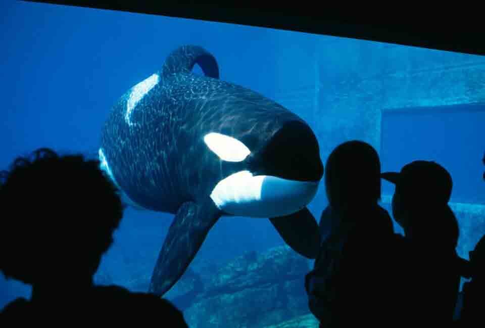 Orca in Captivity