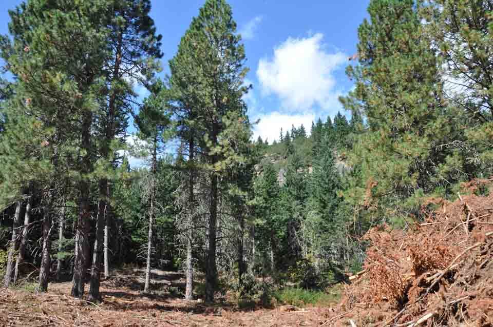 Douglas fir removal
