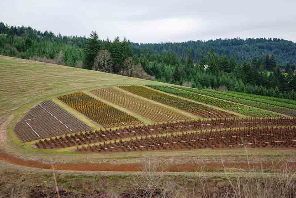 Foothils of southern Washington County, Oregon