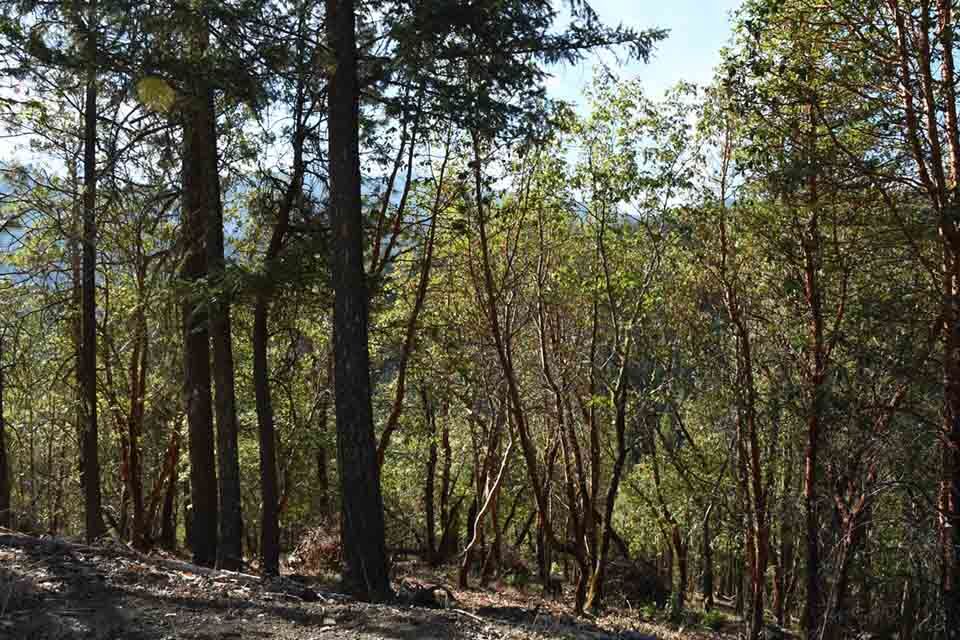 Josephine county forest, Oregon