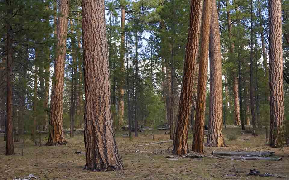 Old growth Forest, Southern Oregon