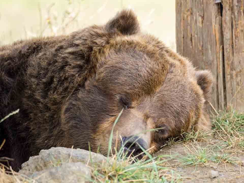 Brown bear in Ashland Oregon