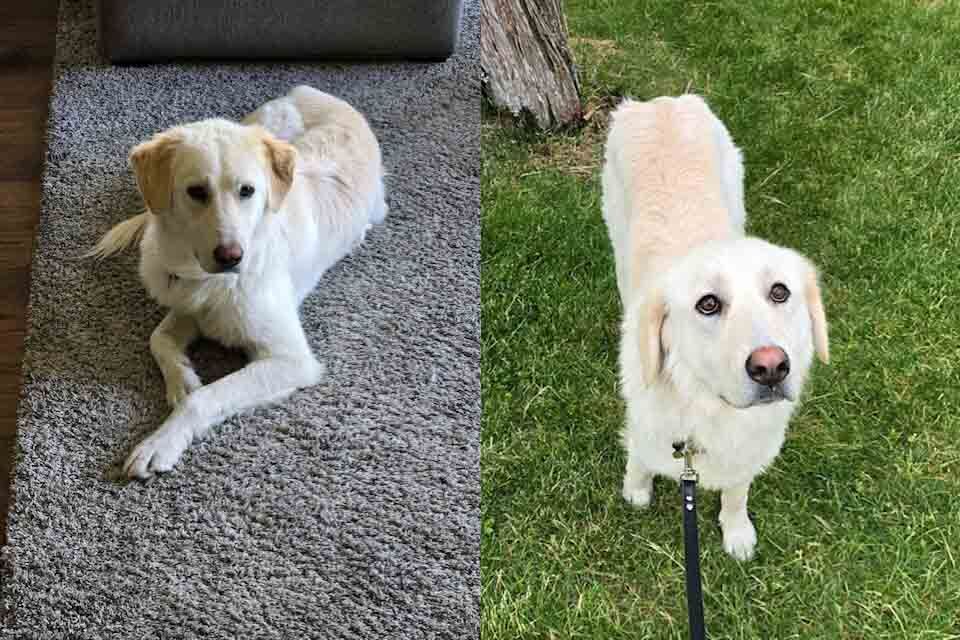 Grace golden retriever lost in Oregon desert