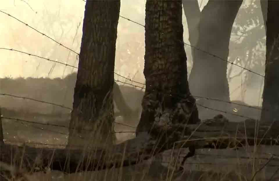 Grass fire along I-5, tree line south of Ashland Oregon