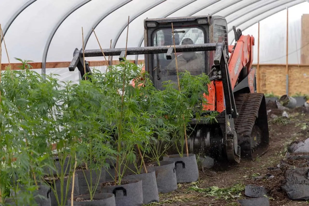 Marijuana Operation In Rural Phoenix