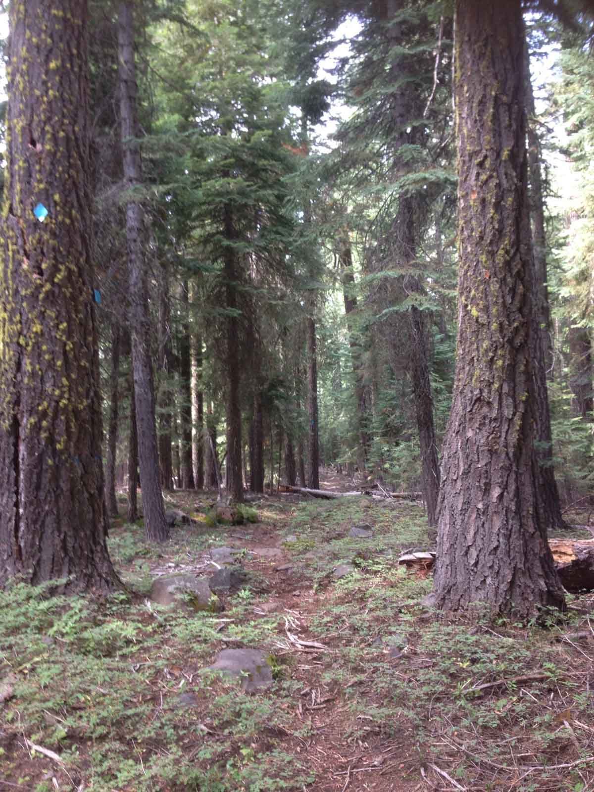 Mt Mcloughlin trail