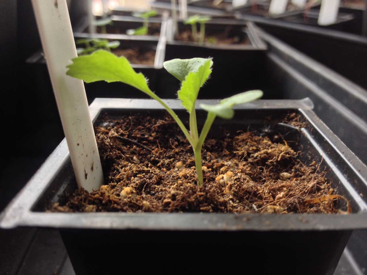 Purple sprouting broccoli
