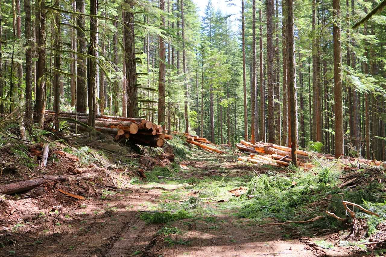 Timber - Southern Oregon