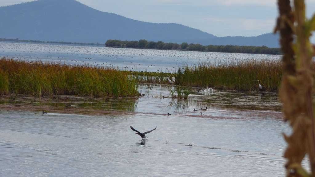 Birds at Wood River Werland, Southern Oregon