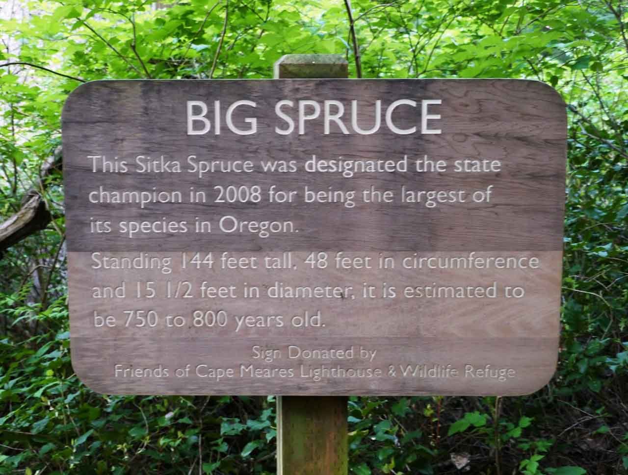 Big Spruce Trail 