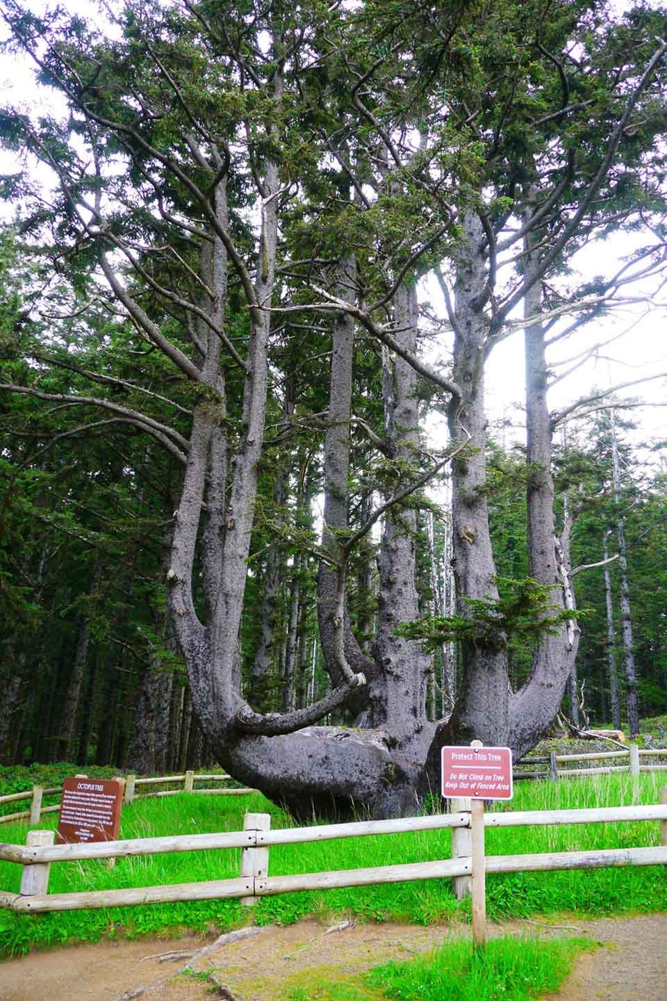 Octopus Tree at Cape Meares