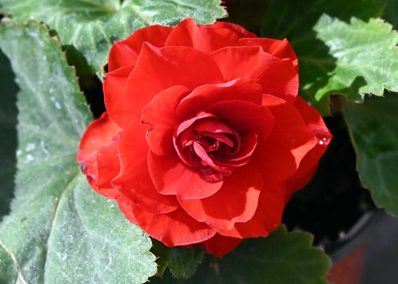 Tuberous Begonia in bloom