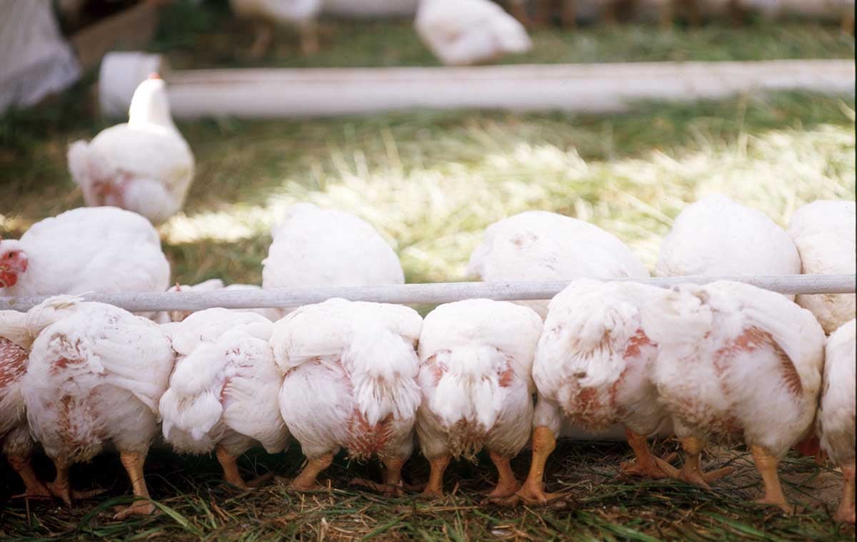 Chickens feeding - Southern Oregon