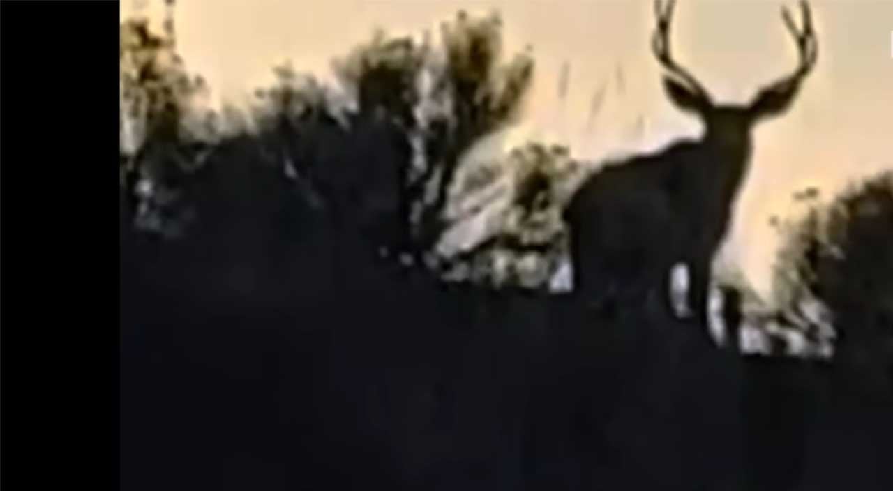 Investigation Alien Cattle