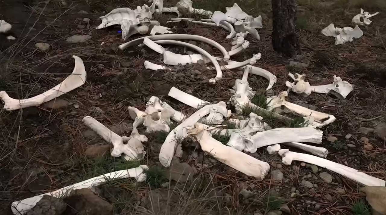 Investigation Alien Netflix - Cattle Bones