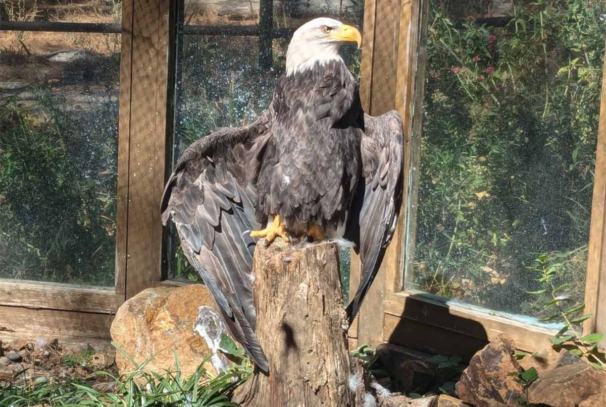 Wildlife Images Rehabilitation and Education Center josephine county oregon