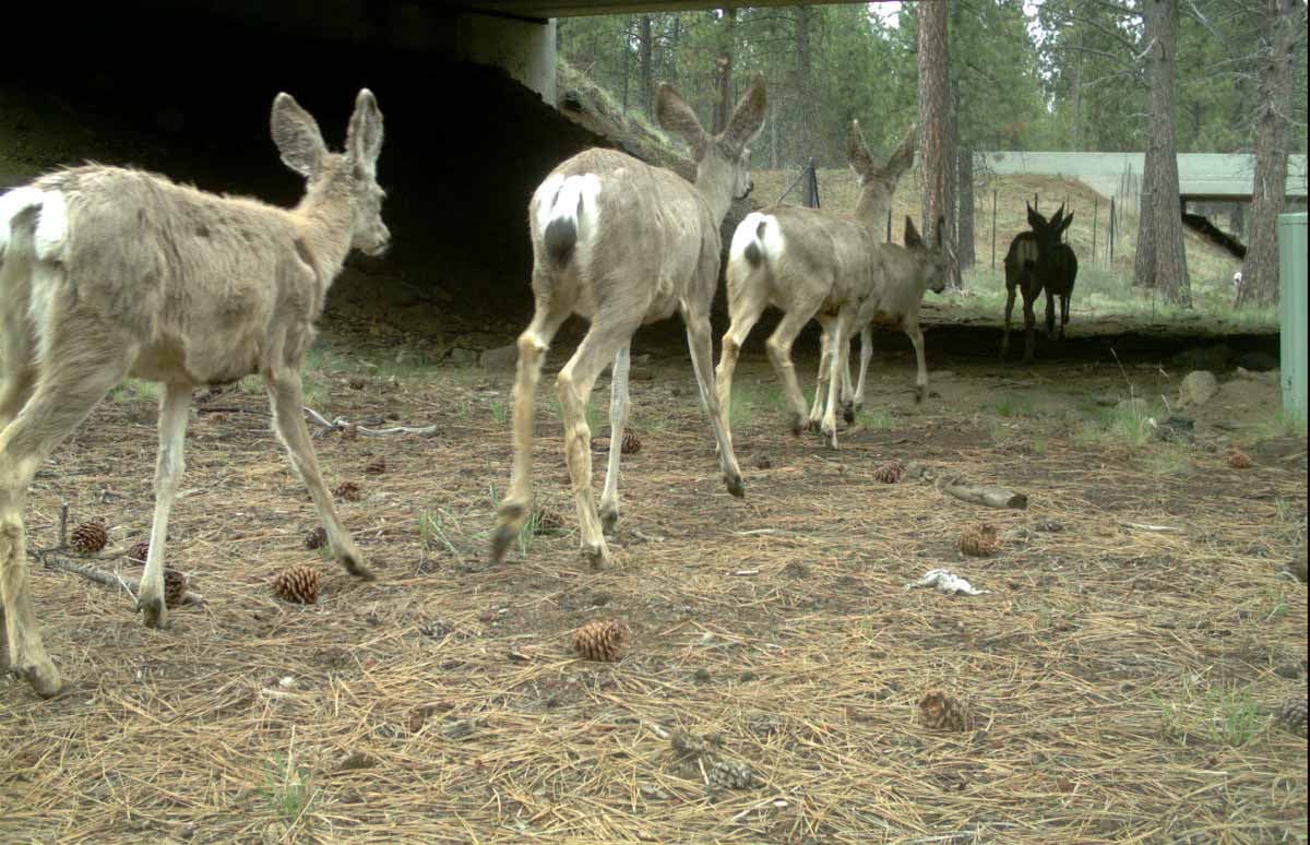 Deer herd