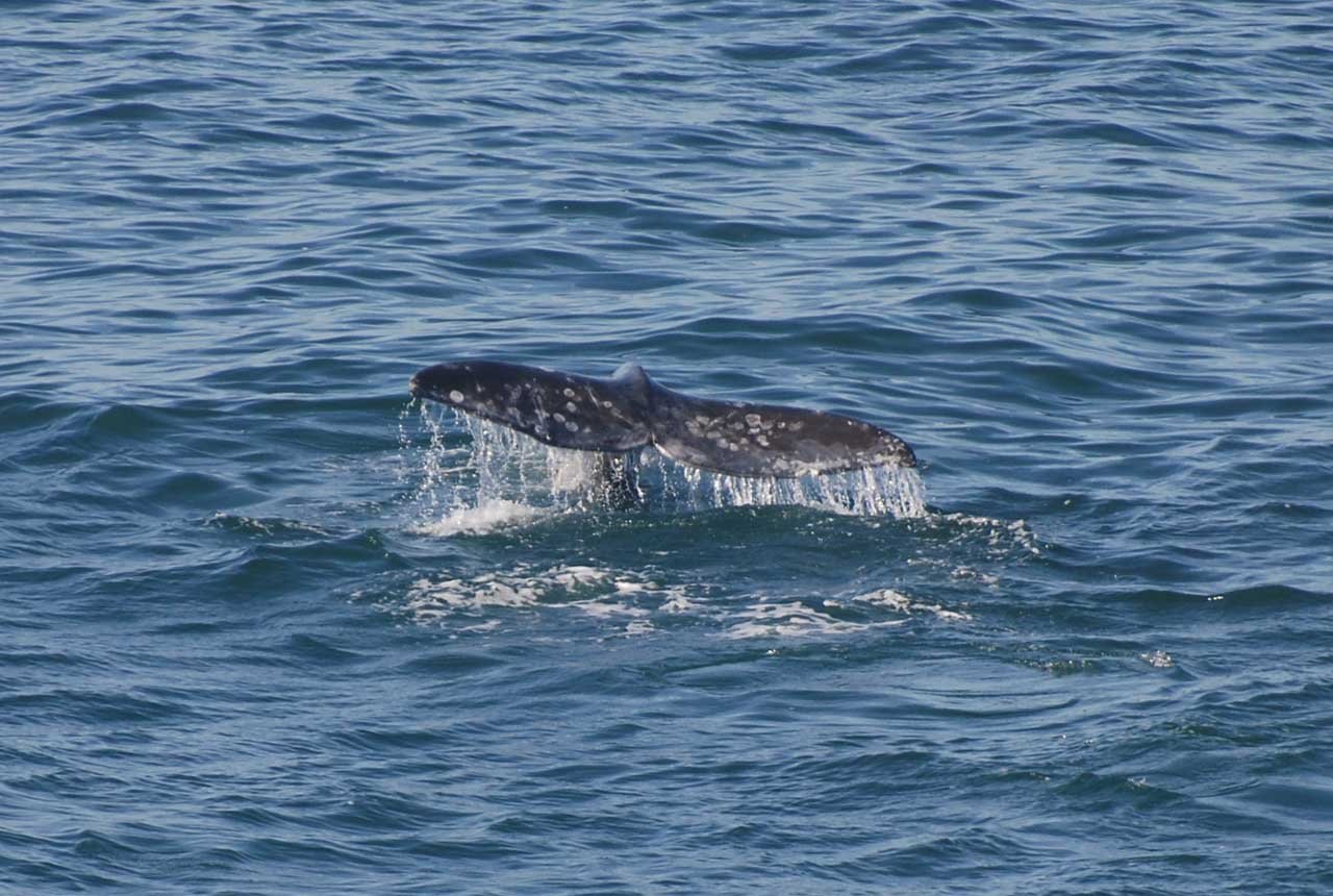 Gray Whale off The Oregon Coast