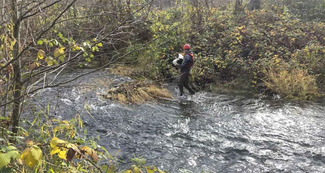 Harley The Dog Rescued From Applegate River Island