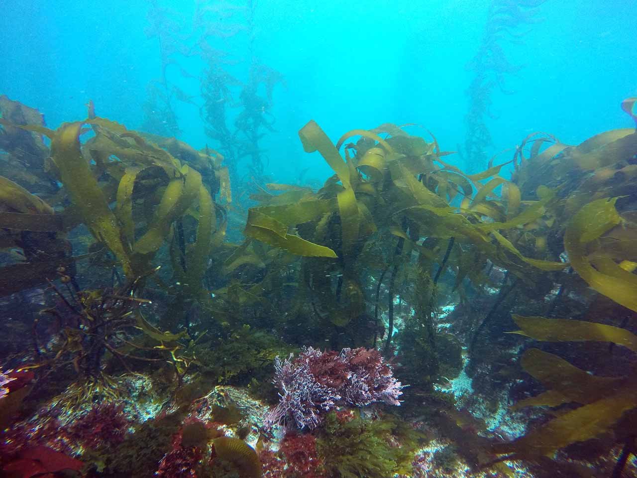 Kelp Forest, Oregon