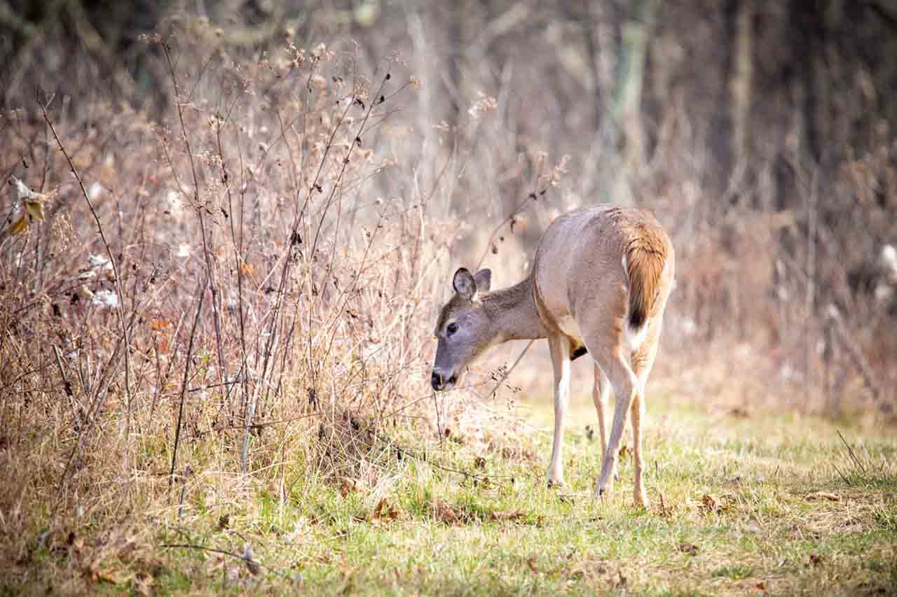 White Tailed deer grazing