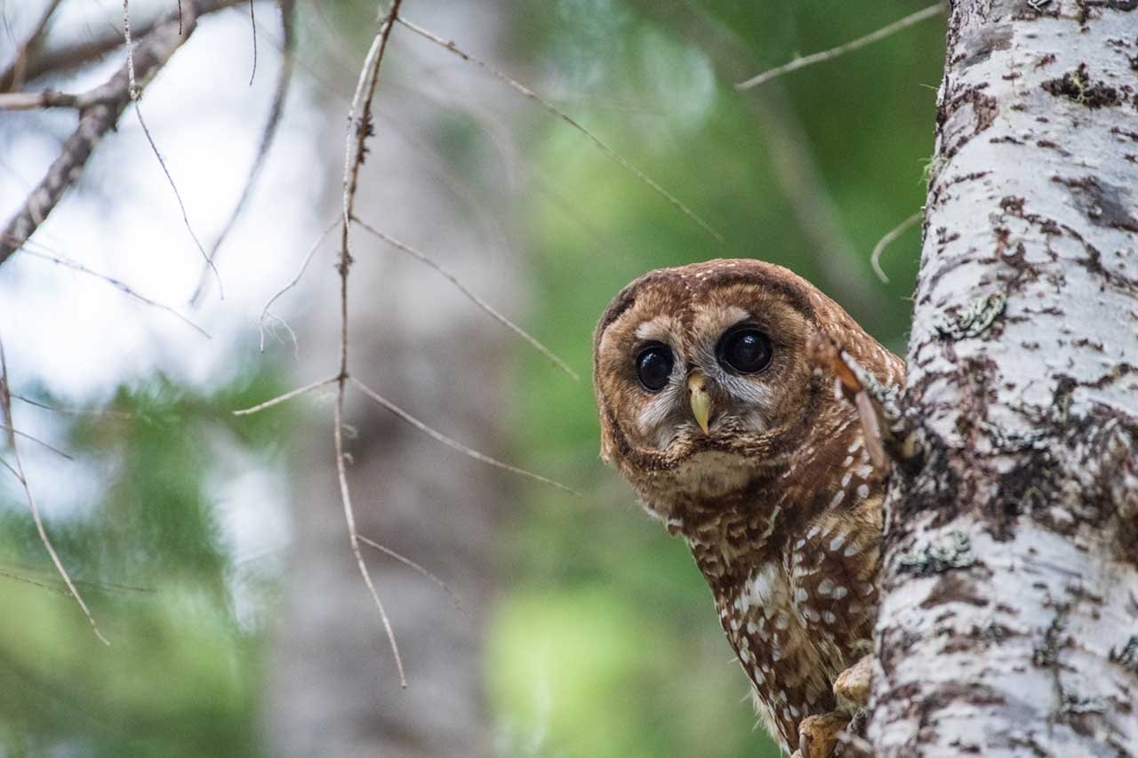Northern Spotted Owl Oregon