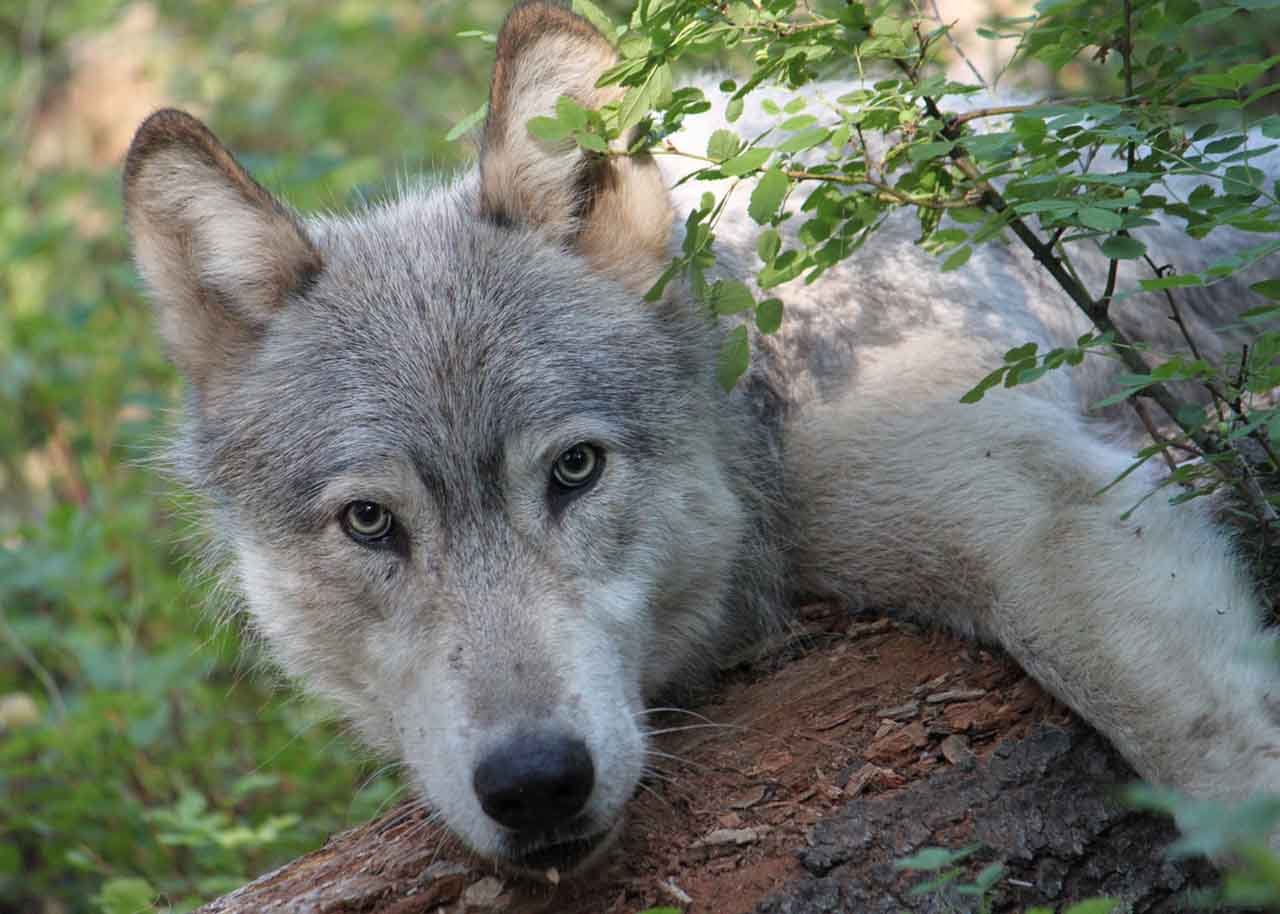 Male wolf from Wenaha pack