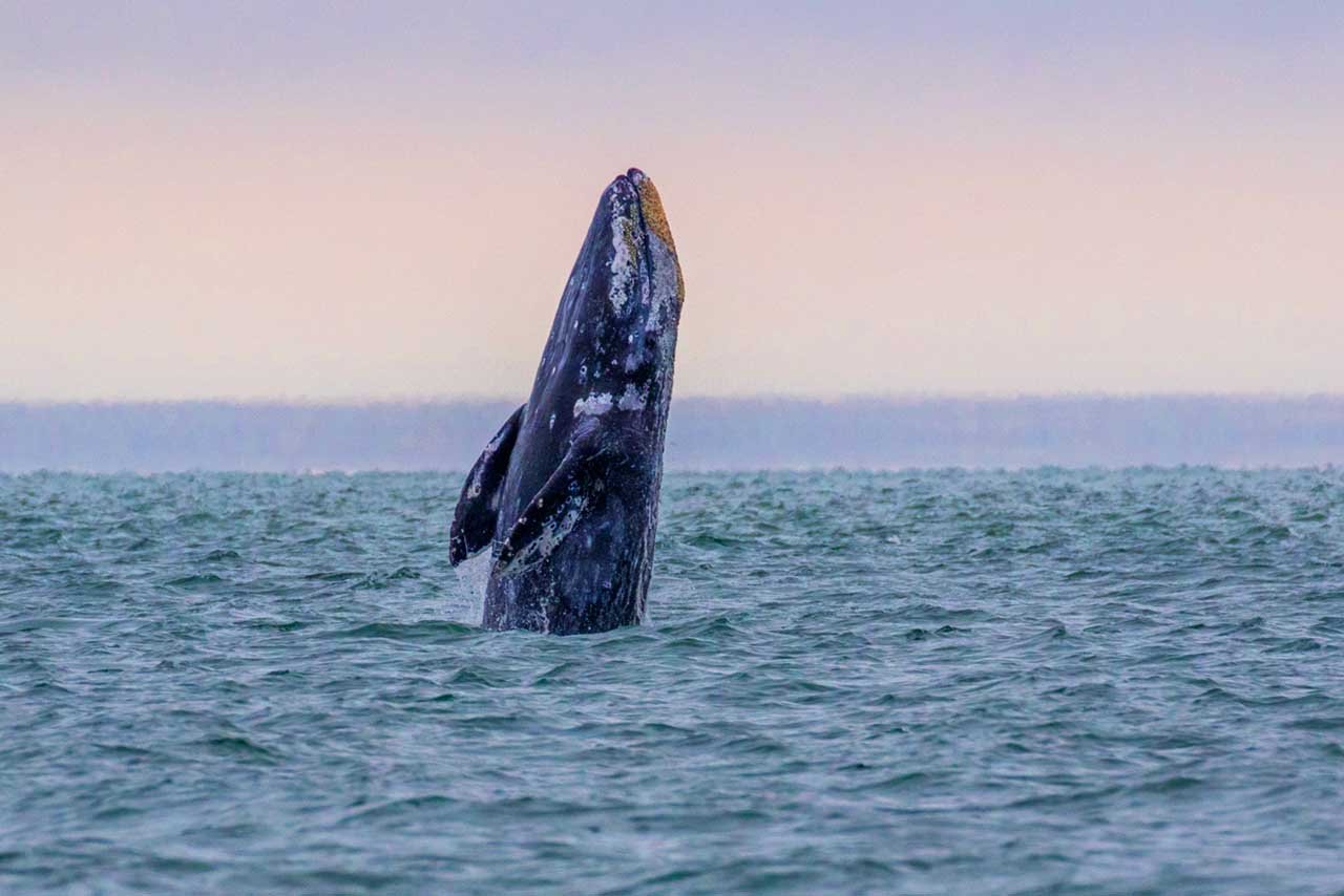 Gray Whale breaching in the ocean
