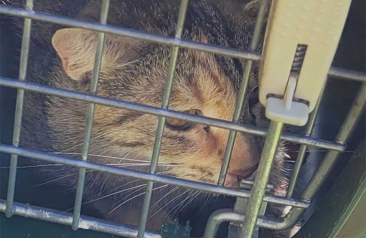 Eugene Police is seeking tips in cat shooting