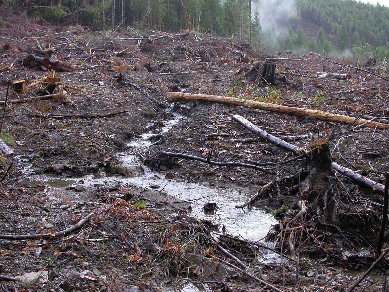 Stream pollution and legal logging! Plum Creek