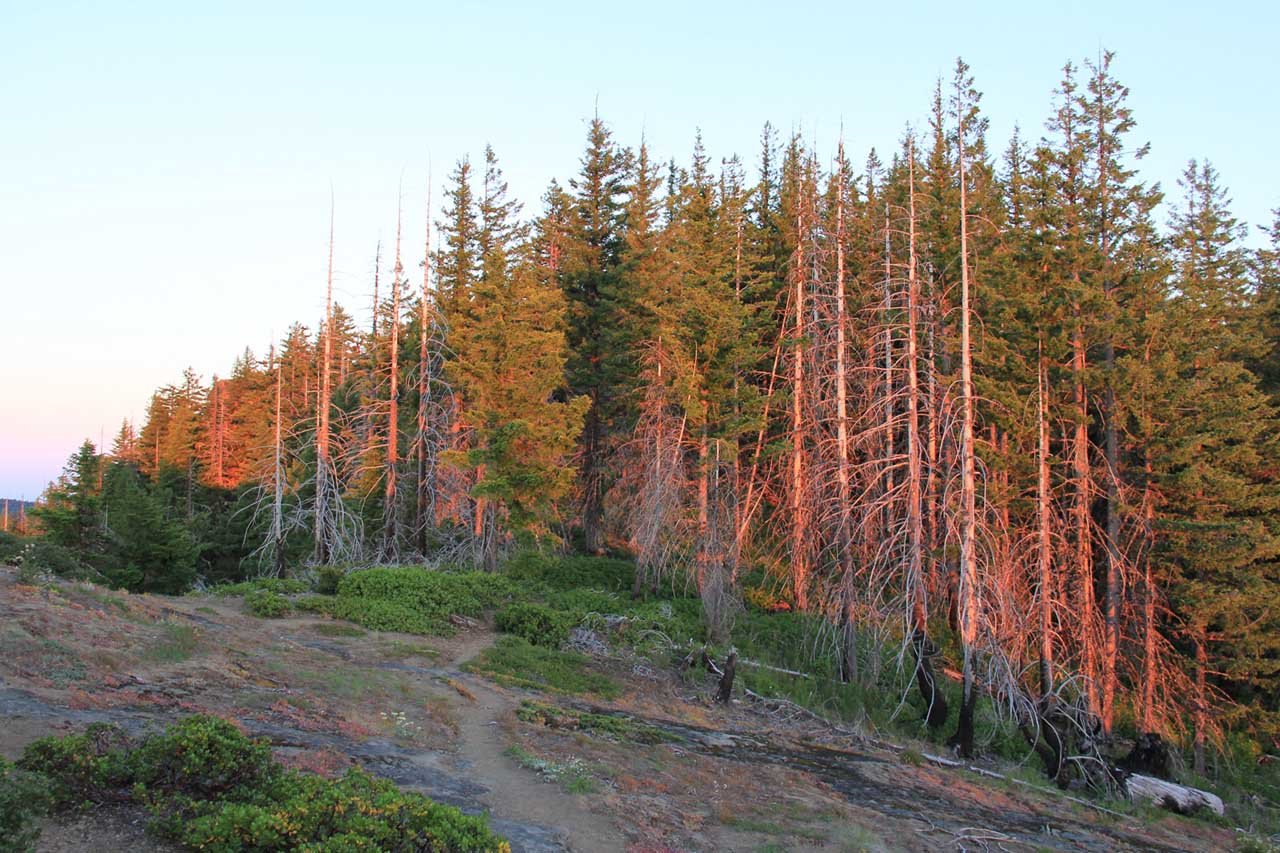 Timber forest