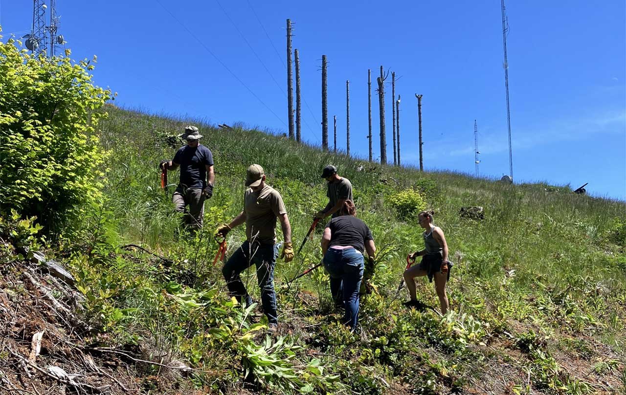 A group of volunteers pull out invasive foxglove from the Walker Point meadow habitat project site.