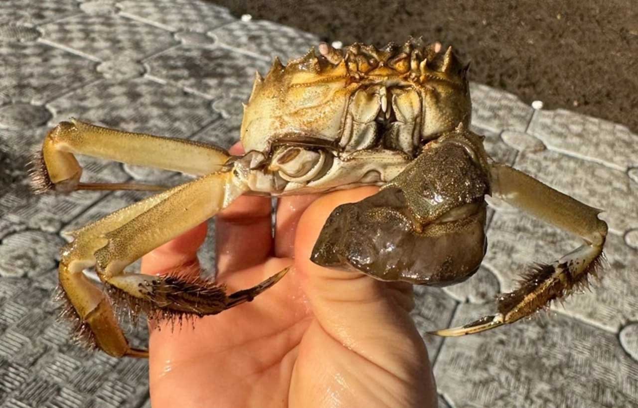 Chinese mitten crab