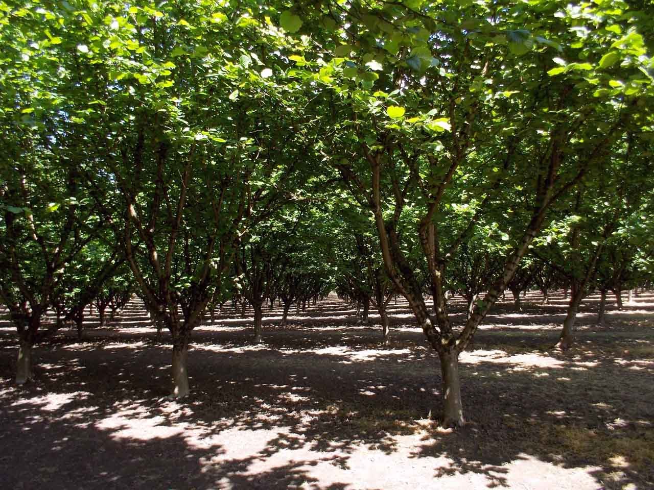 Hazelnut trees, Chehalem Valley, Oregon