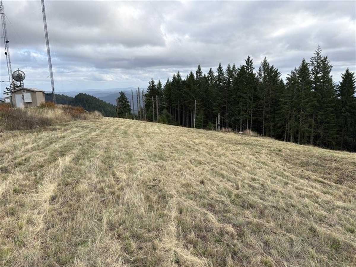 The meadow was mowed this summer, the second year of the project, to promote native plant development, improve forage quality for wildlife, and further reduce invasive plant competition.