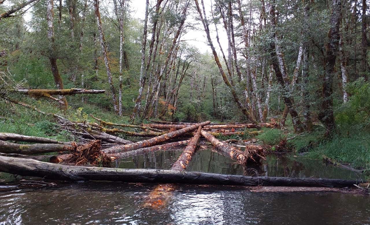 The trees, some with root wades still attached, will help influence the formation of pools, spawning gravels, and provide cover for aquatic species.