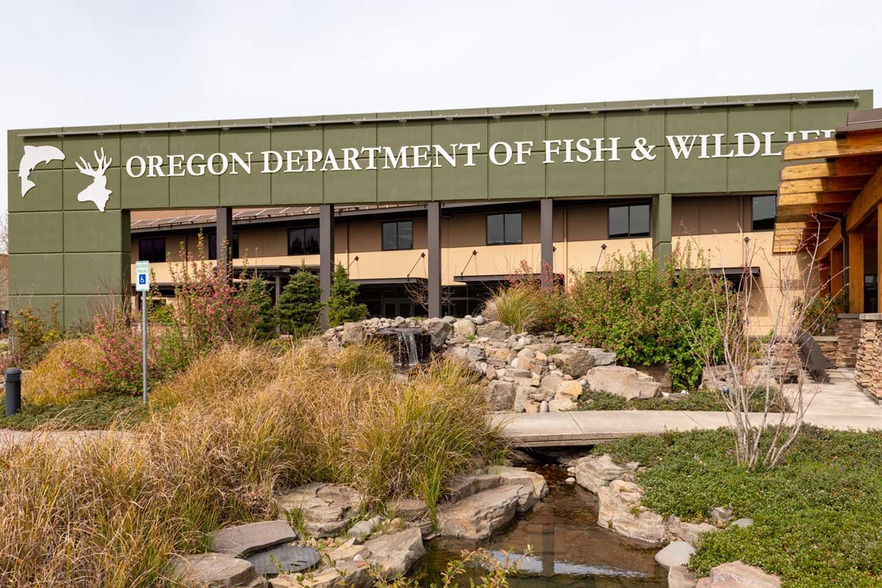 Comparison: Pacific Lamprey vs. Salmon Conservation