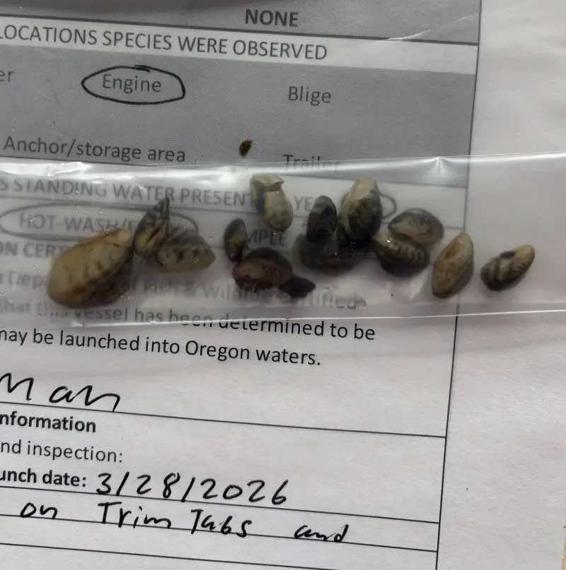 Invasive quagga mussels removed from a boat that was transported into Oregon from Lake Havasu, March 21, 2026. ODFW Photo.
