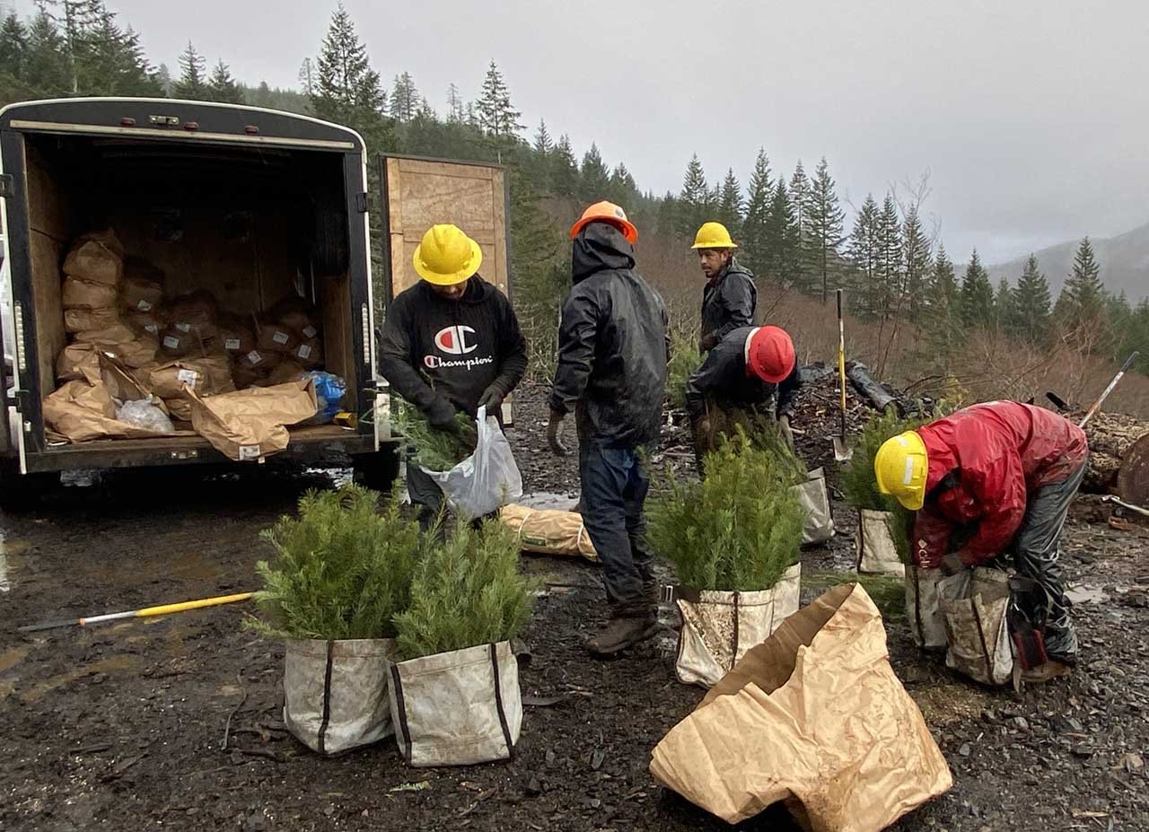 MORE THAN 2 MILLION SEEDLINGS PLANTED THIS SEASON IN OREGON’S STATE FORESTS