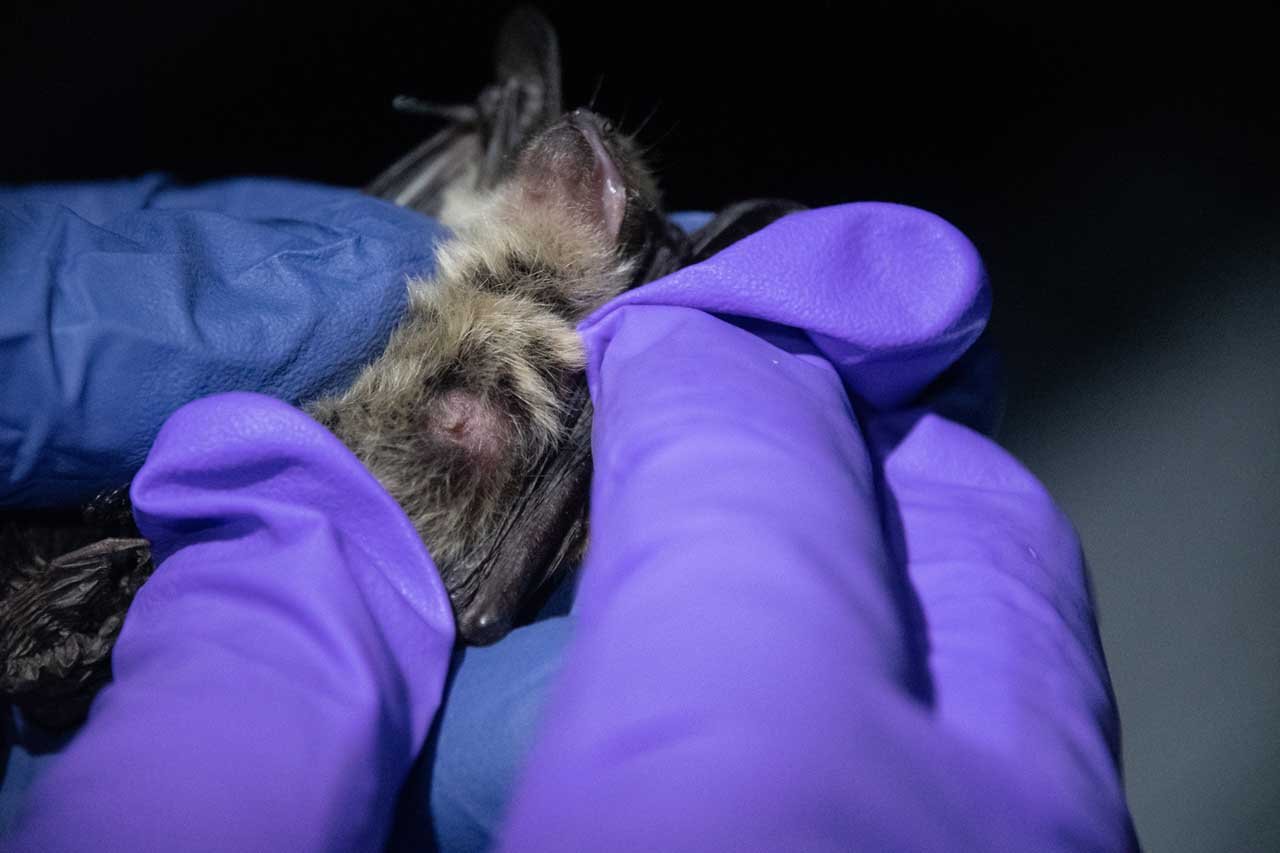 Long Eared Myotis bat, Oregon