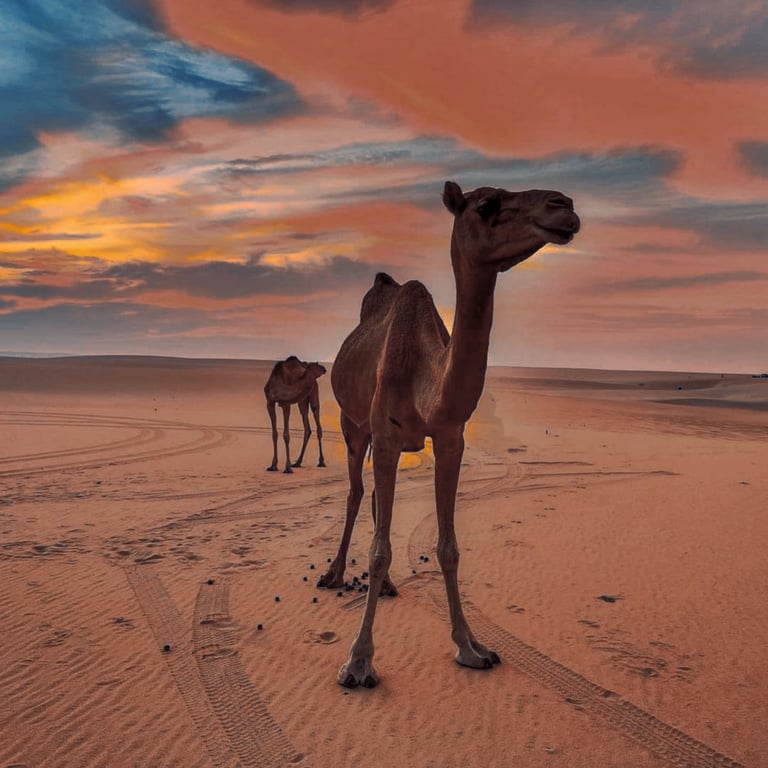 The Arabian Camel Nuqtah NFT Media
