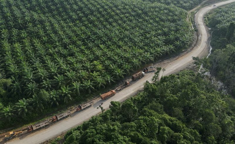 Image for Indonesia to file suspension of concessions against EU on palm oil dispute in WTO
