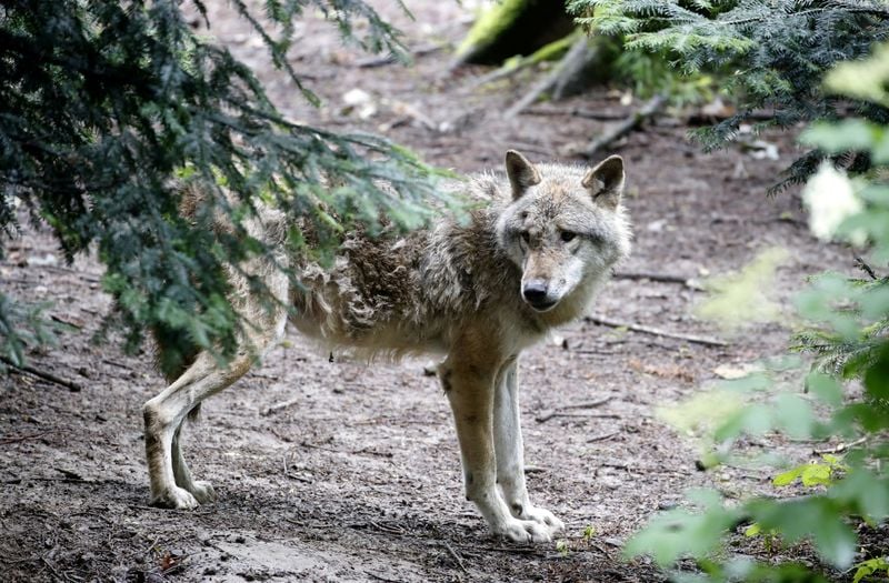 Image for EU proposes ending wolves' 'strictly protected' status in Europe