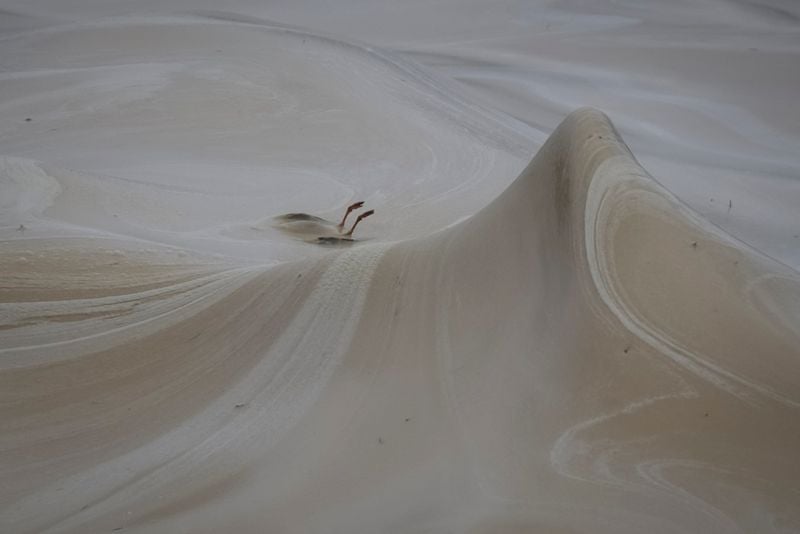 Image for Odesa zoo saves birds from oil spill following Russian attacks