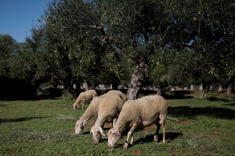Image for Greece could ban movement of sheep, goats if sheeppox outbreak spreads