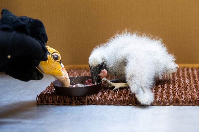 Image for Prague zookeepers turn to puppets to parent baby vultures
