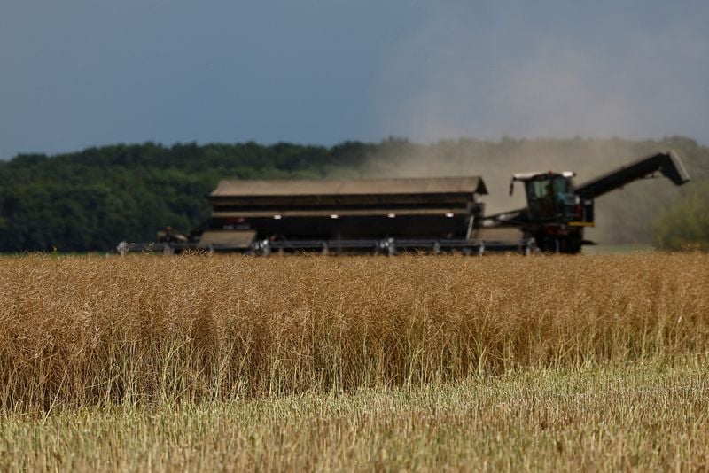 Image for Exclusive-Ukraine could boost rapeseed plantings if Iran conflict drags on