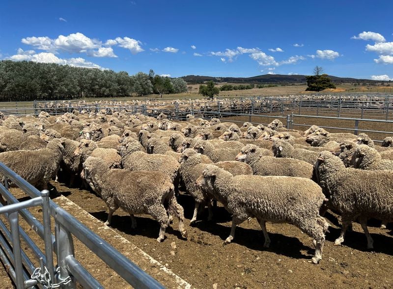 Image for Australia cashes in on record sheep prices as meat exports surge